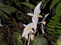 White-Cross Begonia